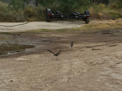 Geococcyx californianus