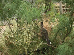 Geococcyx californianus