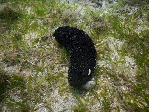 Holothuria isuga