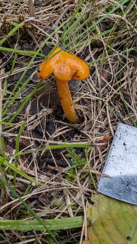 Hygrocybe