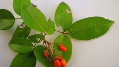 Rourea doniana