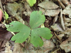 Anemonoides quinquefolia
