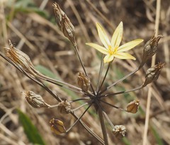 Triteleia ixioides ixioides