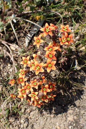 Image of Crassula dichotoma by (c) Karen Eichholz, some rights reserved (CC BY)