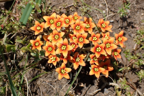 Image of Crassula dichotoma by (c) Karen Eichholz, some rights reserved (CC BY)