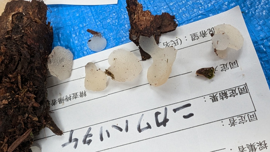 Pseudohydnum gelatinosum · October 2024 · photo: © atsushi_nakajima_cirque (iNaturalist, cc-by)