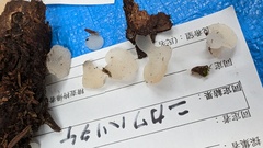 ニカワハリタケ