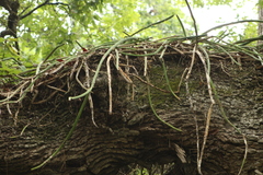 Selenicereus spinulosus