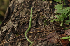 Selenicereus spinulosus