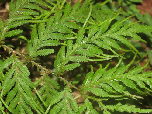Image of Selaginella delicatula by (c) chiuluan, some rights reserved (CC BY)