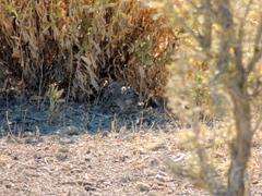 Upucerthia dumetaria