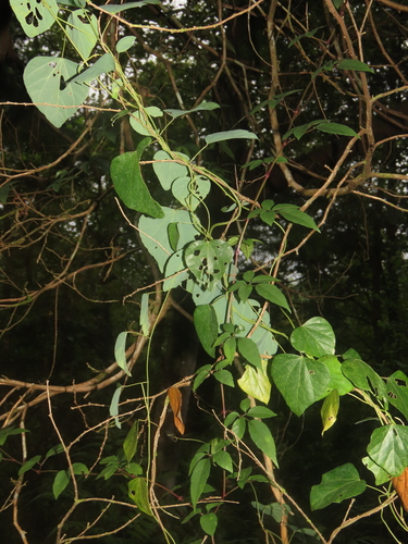 Pericampylus glaucus (Pericampylus glaucus)