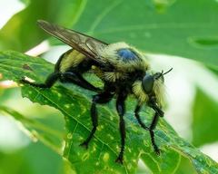 Laphria grossa