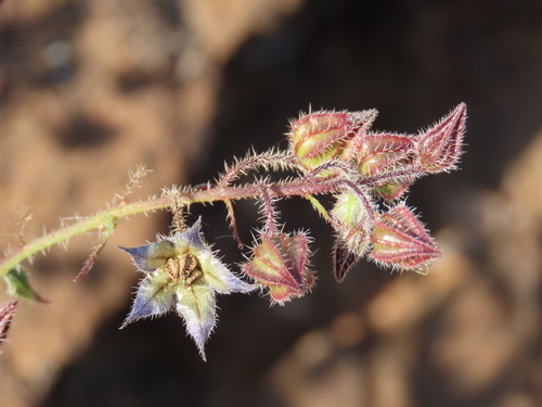 Image of Trichodesma africanum by no rights reserved