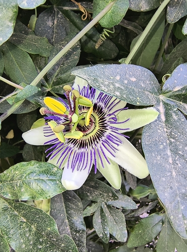 Passiflora caerulea