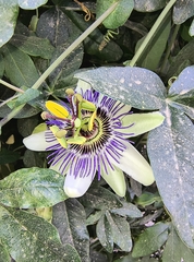 Passiflora caerulea