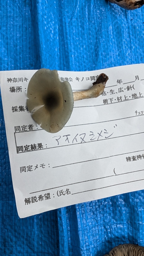 Collybia odora