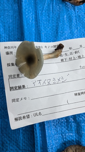 アオイヌシメジ