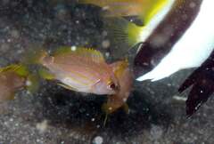 Sunbeam Snapper photo 2