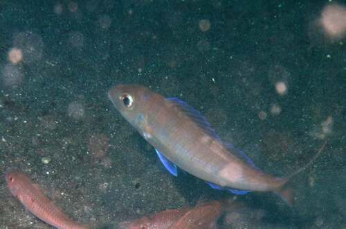 Fork-tailed threadfin (Nemipterus furcosus) — Nemipteridae — 5