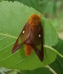 Anisota virginiensis