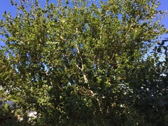 Calypte anna