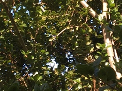 Calypte anna