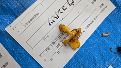 ウコンハツ