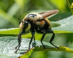 Laphria grossa