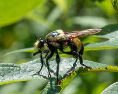Laphria grossa