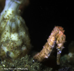 Hippocampus subelongatus