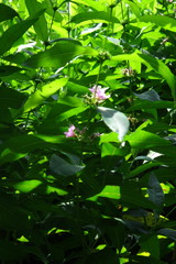 Decodon verticillatus