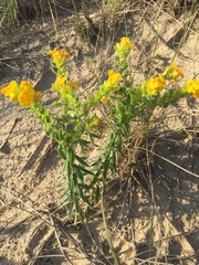 Lithospermum caroliniense