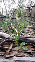 Pterostylis robusta
