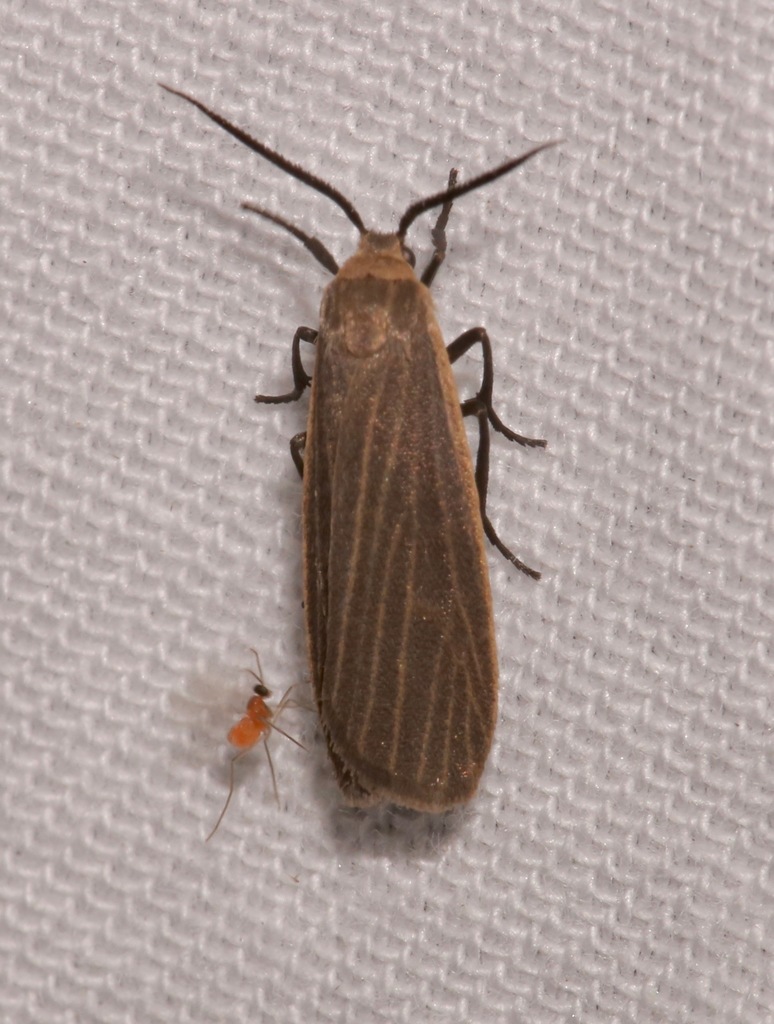 Dark Gray Lichen Moth