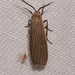 Dark Gray Lichen Moth - Photo (c) Laura Gaudette, some rights reserved (CC BY), uploaded by Laura Gaudette