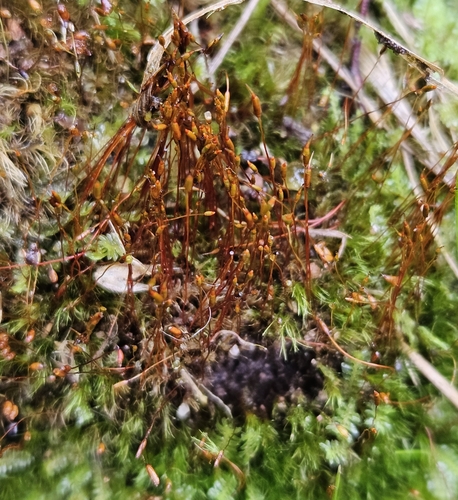 Ditrichum heteromallum observed 2024-10-02