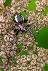 Araneus nordmanni