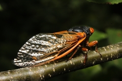 Magicicada cassinii
