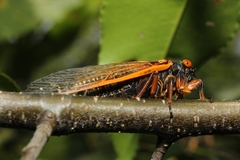 Magicicada cassinii