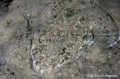 Platycephalidae