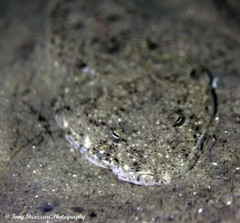 Platycephalidae