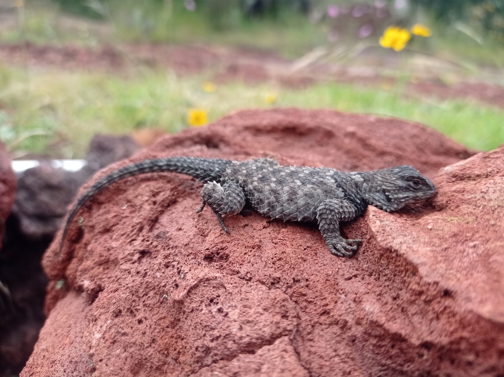 Central Cleft Lizard from 43750 El Nectario, Hgo., México on October 2 ...