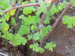 Pelargonium antidysentericum, photograph author not stated, no rights reserved