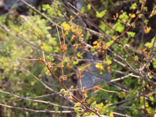 Pelargonium antidysentericum, photograph 3