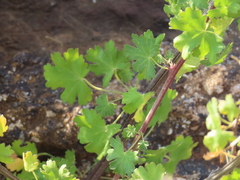 Pelargonium antidysentericum