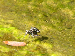 Cicindela sedecimpunctata