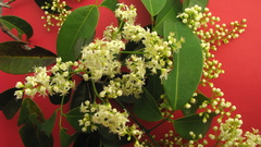 Rourea doniana