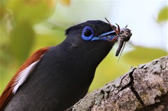 Terpsiphone viridis plumbeiceps