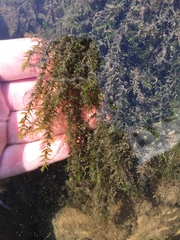 Fontinalis hypnoides